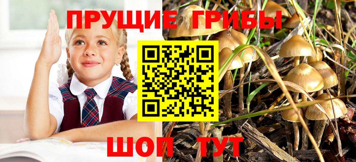 Галлюциногенные грибы Cubensis Александров